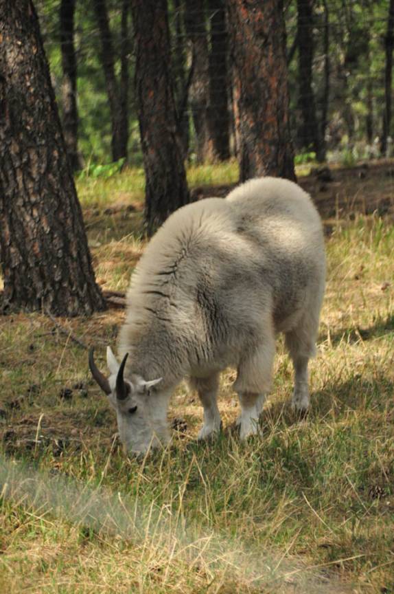 Cabra montesa no Bear Park, em Rapid City, região das Black Hills, em South Dakota, nos Estados Unidos